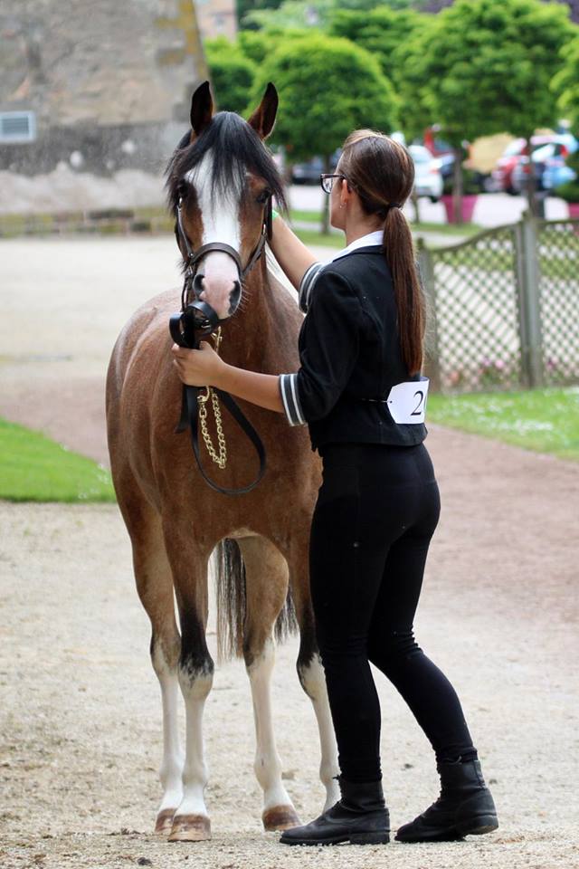 rencontres equestres luneville
